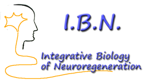 ibn